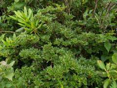 (c) Turner Brockman, some rights reserved (CC BY-SA) Rhododendron pilosum, photograph (c) Turner Brockman, some rights reserved (CC BY-SA)