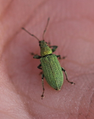 Phyllobius maculicornis
