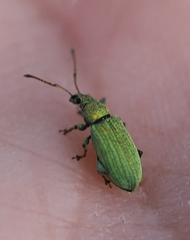 Phyllobius maculicornis
