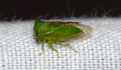 Stictocephala militaris