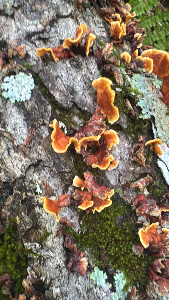 crowded parchment · August 2026 · photo: Photo: no rights reserved · iNaturalist