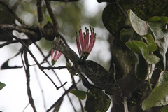 Dendrophthoe falcata