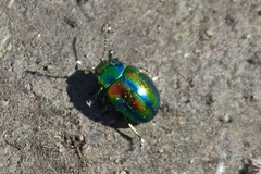 Chrysolina fastuosa