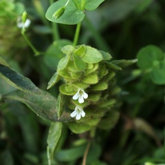 Phaulopsis dorsiflora