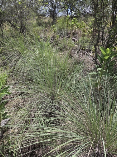 Muhlenbergia lindheimeri, photograph 3