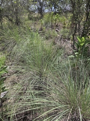 (c) Rachel, some rights reserved (CC BY) Muhlenbergia lindheimeri, photograph (c) Rachel, some rights reserved (CC BY)