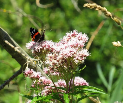 Red Admiral