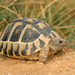Hermann's Tortoise - Photo (c) Roberto Sindaco, some rights reserved (CC BY-NC-SA), uploaded by Roberto Sindaco