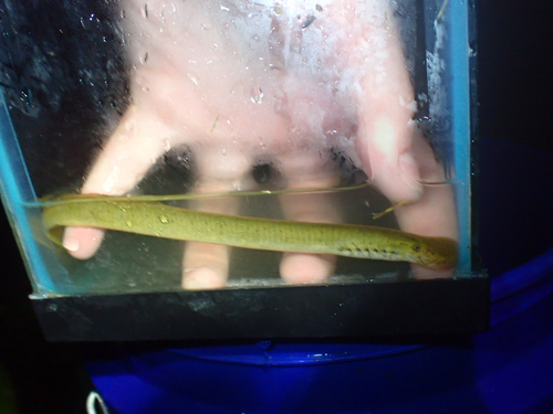Ohio lamprey (Ichthyomyzon bdellium) — Petromyzontidae — 4