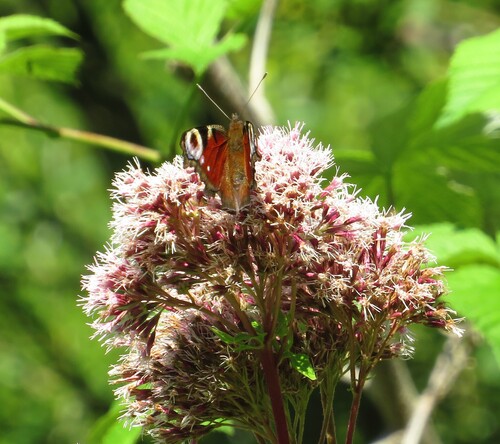 European Peacock Butterfly