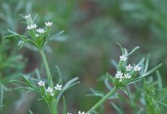 Ammoselinum popei