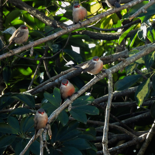 Common Waxbill