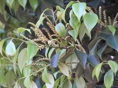 Castanopsis sieboldii