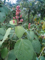 Clerodendrum infortunatum