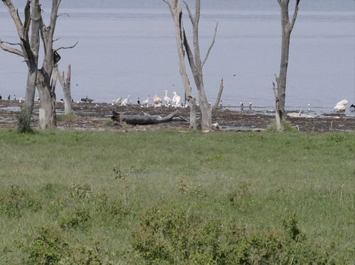 iNaturalist image