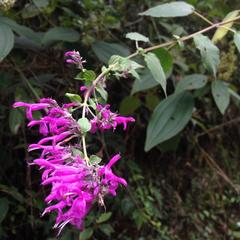 Salvia purpurea