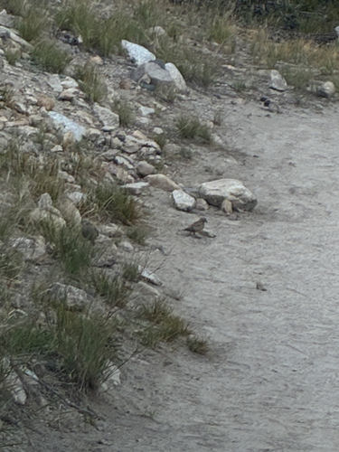 iNaturalist observation photo of Perching Birds