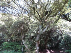 Castanopsis sieboldii