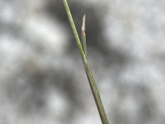 Poa secunda secunda
