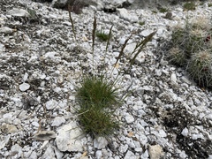 Poa secunda secunda
