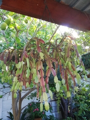 Rhipsalidopsis gaertneri