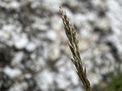 Poa secunda secunda