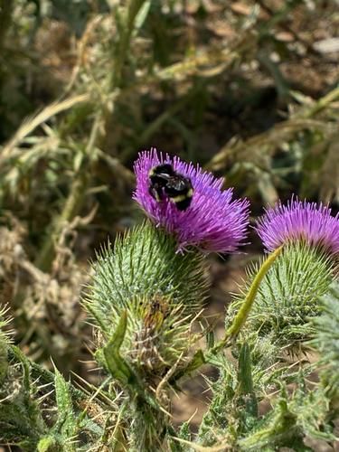 iNaturalist observation photo of Bumble Bees