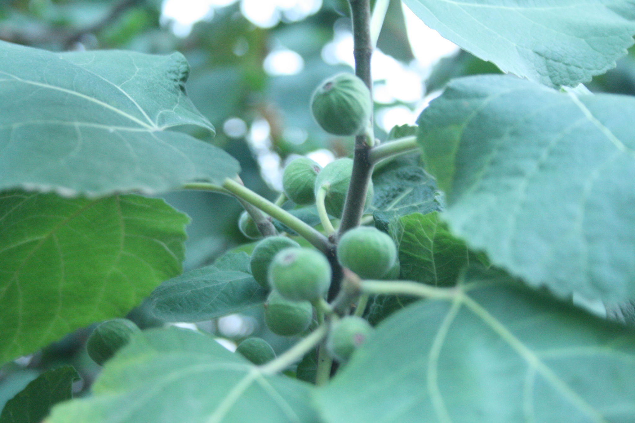 Ficus palmata