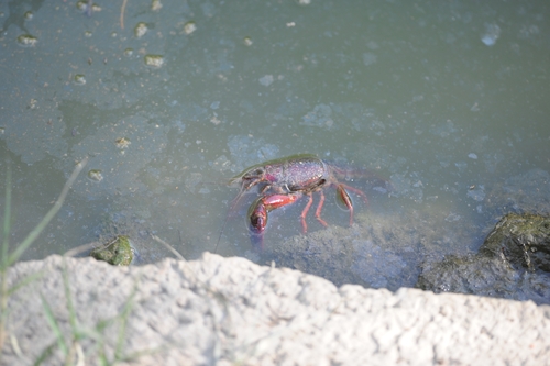 Red Swamp Crayfish