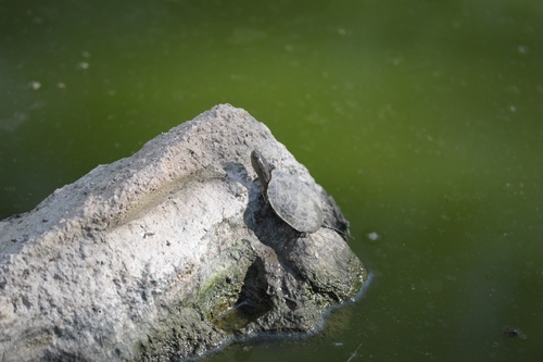 Mediterranean Turtle