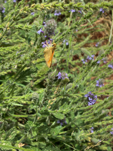 iNaturalist observation photo of Woodland Skipper