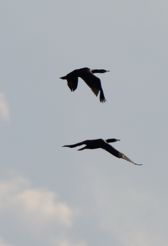 Great Cormorant