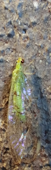 Leucochrysa insularis