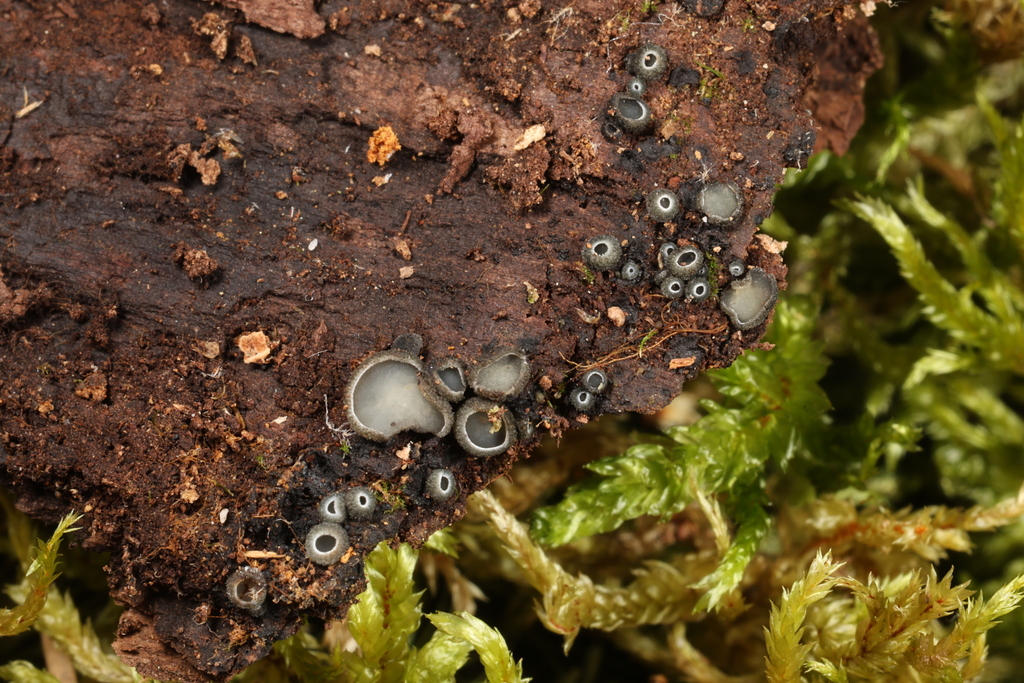 Mollisia sp. 'KY01'