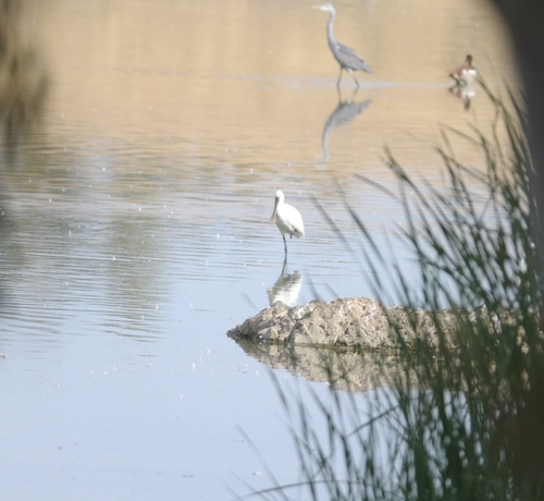 Eurasian Spoonbill