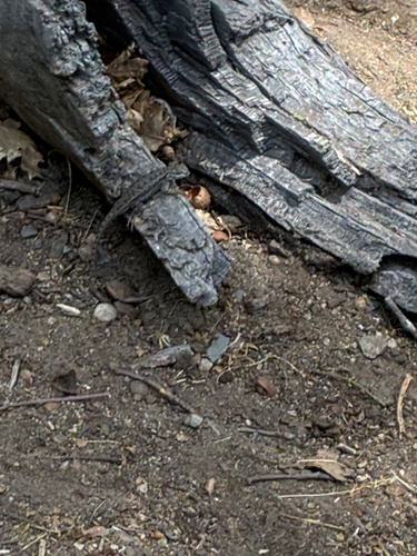 iNaturalist observation photo of Western Fence Lizard