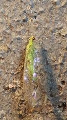 Leucochrysa insularis