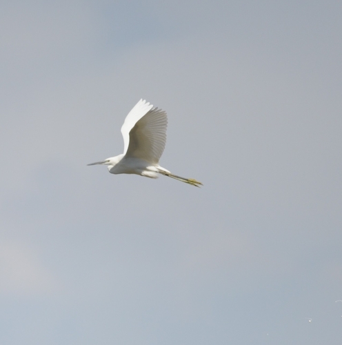 Little Egret