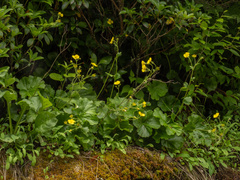 Geum radiatum