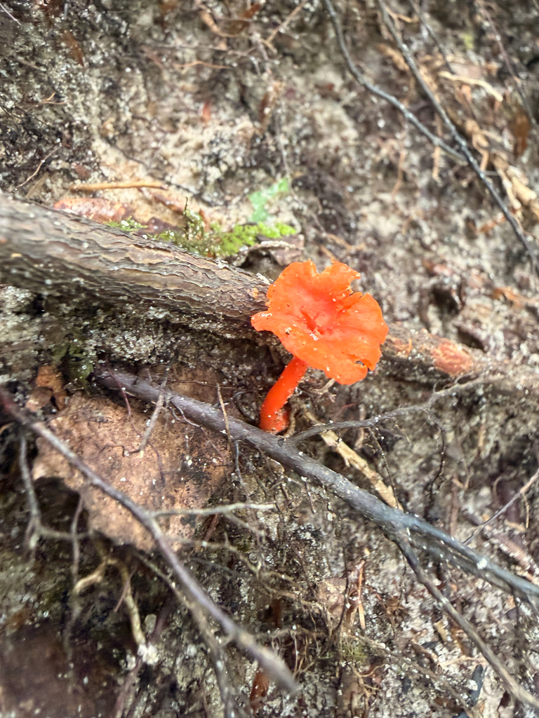 Red Chanterelle · August 2026 · photo: Photo: (c) Ryan Goodman, some rights reserved (CC BY) · iNaturalist