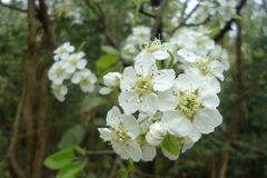 Pyrus pashia