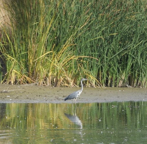 Grey Heron
