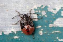 Elasmostethus nubilus