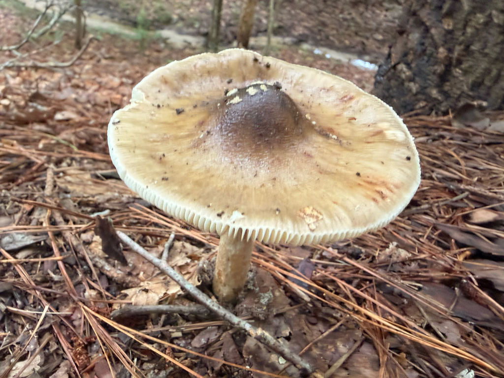 Brown American Star-footed Amanita · August 2026 · photo: Photo: (c) Ryan Goodman, some rights reserved (CC BY) · iNaturalist