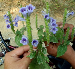 Strobilanthes auriculata