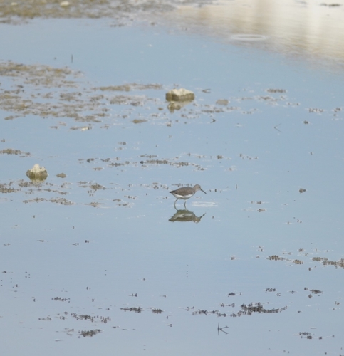 Green Sandpiper