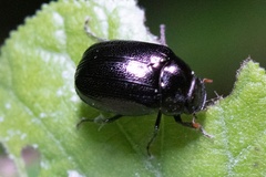Apogonia cribricollis