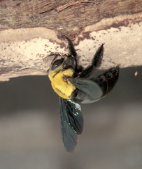 Xylocopa ruficornis