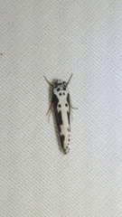 Ethmia semilugens