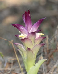 Curcuma aromatica